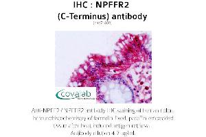 Image no. 1 for anti-Neuropeptide FF Receptor 2 (NPFF2) (C-Term) antibody (ABIN1737471) (NPFFR2 antibody  (C-Term))