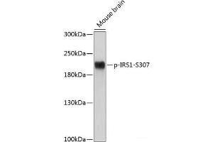 Western blot analysis of extracts of Mouse brain using Phospho-IRS1(S307) Polyclonal Antibody at dilution of 1:500. (IRS1 antibody  (pSer307))