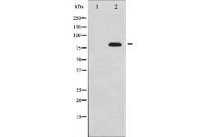 Western blot analysis of Synapsin expression in PMA treated 293 whole cell lysates,The lane on the left is treated with the antigen-specific peptide.
