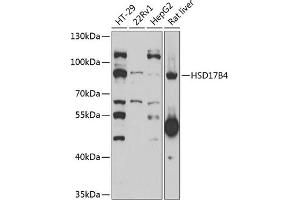 Western blot analysis of extracts of various cell lines, using HSD17B4 antibody (ABIN6131396, ABIN6142010, ABIN6142011 and ABIN6221780) at 1:1000 dilution. (HSD17B4 antibody  (AA 437-736))
