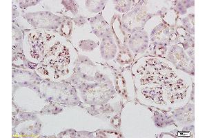 Formalin-fixed and paraffin embedded mouse embryo tissue labeled with Anti STK3/MST3 Polyclonal Antibody, Unconjugated (ABIN872978) at 1:200 followed by conjugation to the secondary antibody and DAB staining (STK3,STK4 (AA 101-200) antibody)