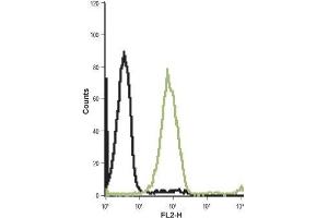 Cell surface detection of Cholecystokinin B receptor in live intact Jurkat (human T cell leukemia) cell lines: (black line) Unstained cells + goat-anti-rabbit-Phycoerythrin (PE). (CCKBR antibody  (Extracellular, N-Term))