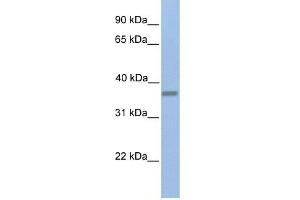 EMID1 antibody used at 1 ug/ml to detect target protein. (EMID1 antibody  (C-Term))