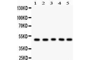 Anti- Cyclin A2 Picoband antibody, Western blotting All lanes: Anti Cyclin A2  at 0. (Cyclin A antibody  (AA 10-168))