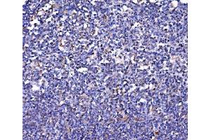 IHC analysis of FKBP135/FKBP15 using anti-FKBP135/FKBP15 antibody (ABIN7600397). (FKBP15 antibody  (AA 19-1210))
