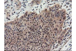 Image no. 1 for anti-Proteasome Subunit alpha 4 (PSMA4) antibody (ABIN1500457) (PSMA4 antibody)