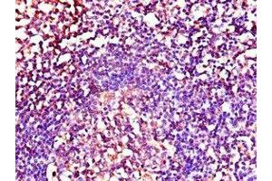 Immunohistochemistry of paraffin-embedded human tonsil tissue using ABIN7164301 at dilution of 1:100 (Neuregulin 1 antibody  (AA 75-176))