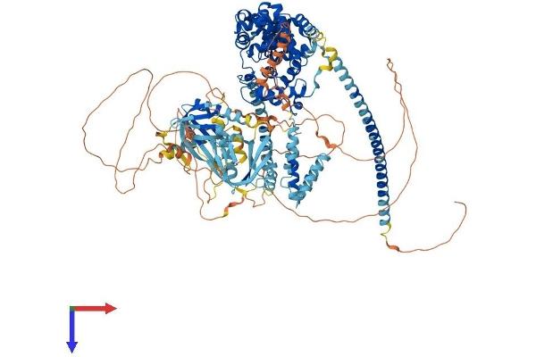 TBC1D1 Protein (AA 1-1168) (His tag)