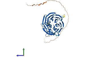 Protein Structure (PS) image for Ribosomal RNA Processing 9, Small Subunit (SSU) Processome Component, Homolog (RRP9) (AA 1-475) protein (His tag) (ABIN7560045)