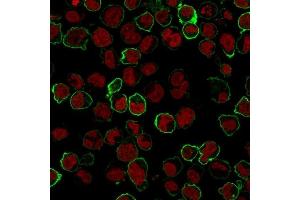 Immunofluorescence Analysis of K562 cells labeling CD43 with CD43 Monoclonal Antibody (Bra7G) followed by Goat anti-Mouse IgG-CF488 (Green). (CD43 antibody)