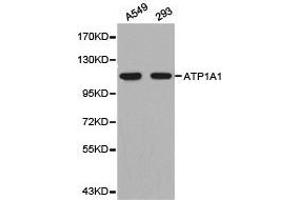 Western Blotting (WB) image for anti-Sodium Potassium ATPase, alpha1 (ATP1A1) antibody (ABIN1871152) (ATP1A1 antibody)