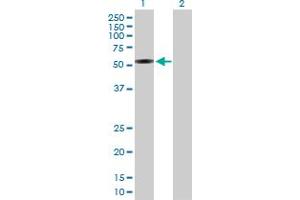 Western Blot analysis of IFRD1 expression in transfected 293T cell line by IFRD1 MaxPab polyclonal antibody. (IFRD1 antibody  (AA 1-451))