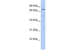 WB Suggested Anti-NR6A1 Antibody Titration:  0.