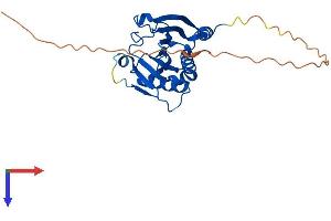 EIF4E1B Protein (AA 1-244) (His tag)