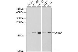 Western blot analysis of extracts of various cell lines using CYB5A Polyclonal Antibody at dilution of 1:1000. (CYB5A antibody)