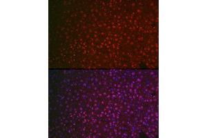Immunofluorescence analysis of mouse liver cells using NR5 Rabbit pAb (ABIN6127421, ABIN6144833, ABIN6144835 and ABIN6221444) at dilution of 1:100 (40x lens). (NR5A2 + LRH1 antibody  (AA 206-495))