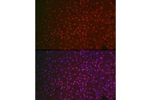 Immunofluorescence analysis of mouse liver cells using NR5 Rabbit pAb (ABIN6127421, ABIN6144833, ABIN6144835 and ABIN6221444) at dilution of 1:100 (40x lens). (NR5A2 + LRH1 antibody  (AA 206-495))