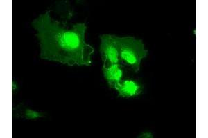 Image no. 2 for anti-Myxovirus Resistance Protein 1 (MX1) antibody (ABIN1499608) (MX1 antibody)