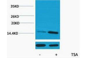 Western Blotting (WB) image for anti-Histone H2A (acLys9) antibody (ABIN3178823) (Histone H2A antibody  (acLys9))