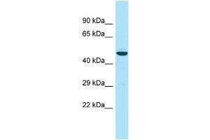 Host: Rabbit Target Name: APOL3 Sample Type: RPMI-8226 Whole Cell lysates Antibody Dilution: 1. (APOL3 antibody  (N-Term))