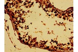 Immunohistochemistry of paraffin-embedded human testis tissue using ABIN7165146 at dilution of 1:100 (BTG4 antibody  (AA 1-206))