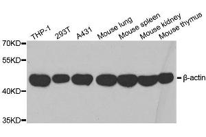 Western blot analysis of extracts of various cell lines, using β-actin antibody. (beta Actin antibody  (AA 1-375))