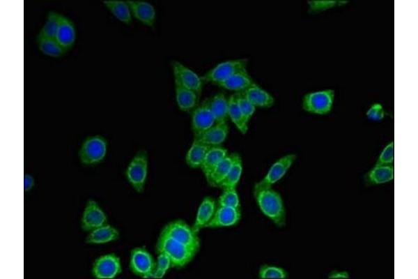 MS4A6A antibody  (AA 1-36)