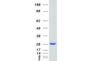 Validation with Western Blot (RAB11A Protein (Myc-DYKDDDDK Tag))