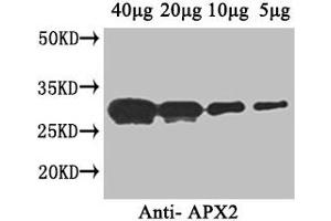 Western Blot Positive WB detected in: Arabidopsis thaliana (40 μg, 20 μg, 10 μg, 5 μg) All lanes: APX2 antibody at 1 μg/mL Secondary Goat polyclonal to rabbit IgG at 1/50000 dilution Predicted band size: 29 kDa Observed band size: 29 kDa (L-Ascorbate Peroxidase 2 (APX2) (AA 4-250) antibody)