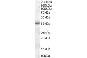 ABIN185372 (0. (NPM1 antibody  (C-Term))