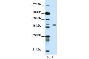 WB Suggested Anti-DEAF1  Antibody Titration: 0.