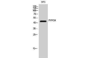 Western Blotting (WB) image for anti-Pipecolic Acid Oxidase (PIPOX) (Internal Region) antibody (ABIN3186454)