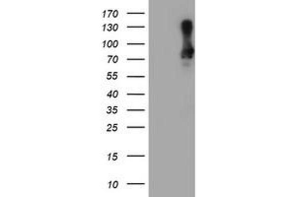 SAMHD1 antibody