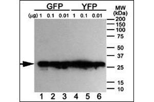 Western blot analysis of anti-GFP Mab ABIN387749 using purified GFP, YFP and BFP proteins expressed in bacteria: Both GFP (Lanes 1-3) and YFP (Lanes 4-6) but not BFP (data not shown) were detected using the purified Mab. (GFP Tag antibody)