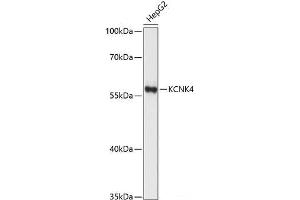 Western blot analysis of extracts of HepG2 cells using KCNK4 Polyclonal Antibody at dilution of 1:1000. (KCNK4 antibody)
