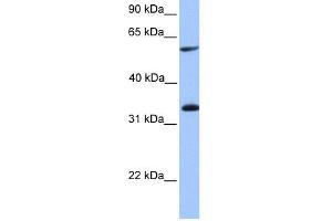 WB Suggested Anti-TSKS Antibody Titration: 0.