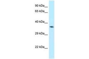 Image no. 1 for anti-Aminolevulinate Dehydratase (ALAD) (N-Term) antibody (ABIN6747869) (ALAD antibody  (N-Term))