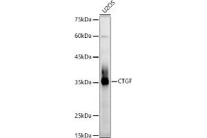 Western blot analysis of extracts of U2OS cells, using CTGF Rabbit pAb antibody (ABIN6127717, ABIN6139188, ABIN6139191 and ABIN6215222) at 1:1000 dilution. (CTGF antibody  (AA 27-349))