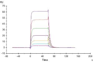 Human NKp30, hFc Tag captured on CM5 Chip via Protein A can bind Cynomolgus B7-H6, His Tag with an affinity constant of 0. (B7-H6 Protein (AA 25-259) (His tag))