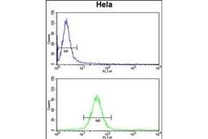 MOSC2 Antibody (C-term) (ABIN652632 and ABIN2842422) flow cytometry analysis of Hela cells (bottom histogram) compared to a negative control cell (top histogram).