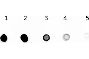 Dot Blot (DB) image for Rabbit anti-Goat IgG (Heavy & Light Chain) antibody (Alkaline Phosphatase (AP)) (ABIN101206)