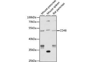 Western blot analysis of extracts of various cell lines, using CD48 antibody (ABIN7266205) at 1:1000 dilution. (CD48 antibody  (AA 45-210))