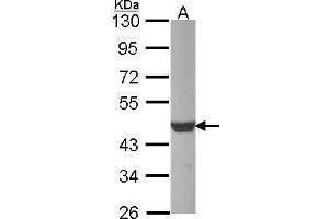 WB Image Sample (30 ug of whole cell lysate) A: Raji 10% SDS PAGE Beta-actin antibody antibody diluted at 1:1000