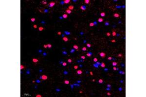 Immunofluorescence (Paraffin-embedded Sections) (IF (p)) image for anti-Transcription Elongation Factor A (SII)-Like 3 (TCEAL3) antibody (ABIN7075951)