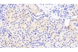 Detection of DEFb1 in Porcine Kidney Tissue using Polyclonal Antibody to Defensin Beta 1 (DEFb1) (beta Defensin 1 antibody  (AA 24-64))