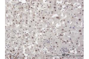 Immunoperoxidase of monoclonal antibody to TRIM28 on formalin-fixed paraffin-embedded human liver. (KAP1 antibody  (AA 379-524))