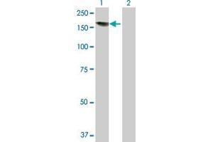 Western Blot analysis of EDC4 expression in transfected 293T cell line by EDC4 MaxPab polyclonal antibody.