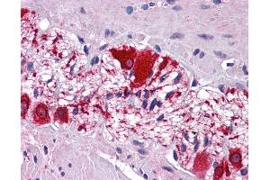 Anti-SSBP2 antibody IHC of human colon, myenteric plexus. (SSBP2 antibody  (AA 131-180))