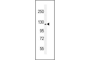RUTBC1 Antibody (C-term) (ABIN655520 and ABIN2845034) western blot analysis in mouse NIH-3T3 cell line lysates (35 μg/lane). (SGSM2 antibody  (C-Term))