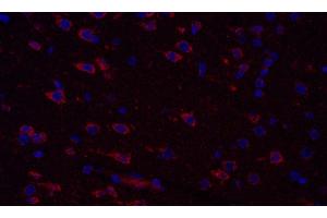 Immunofluorescence analysis of paraffin-embedded Rat brain using COX4I1 Polyclonal Antibody at dilution of 1:300. (COX IV antibody)